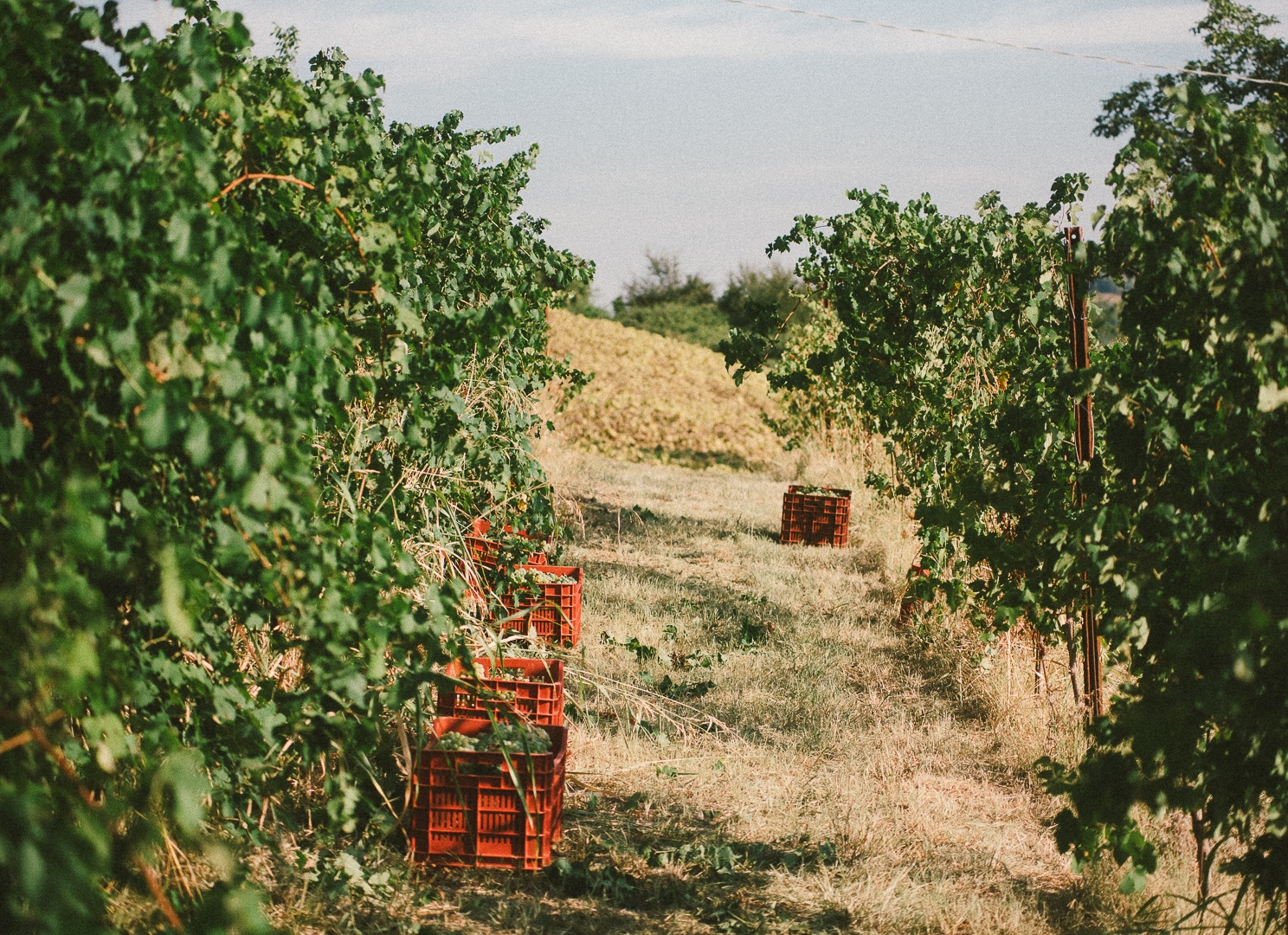 Filari della vigna Braudei sulle colline del Monferrato casalese